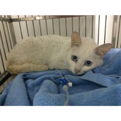 “น้ำสีแดงเหล่านี้มาอยู่ในร่างกายของเจ้าเหมียว คุณหมอจะทำอย่างไรดี” 